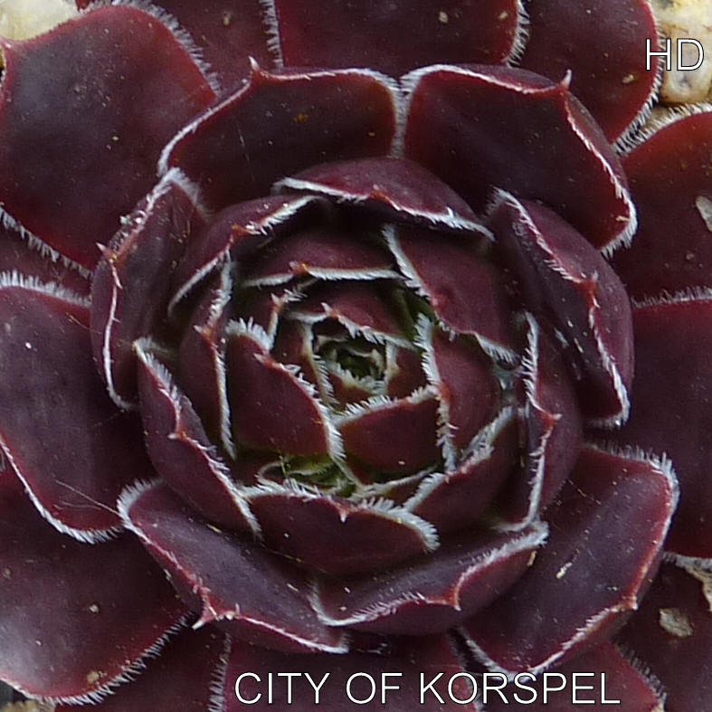 City of Korspel / Jovi