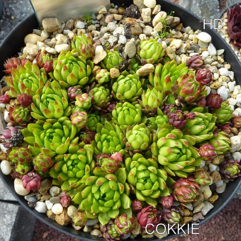 Cokkie / Jovi