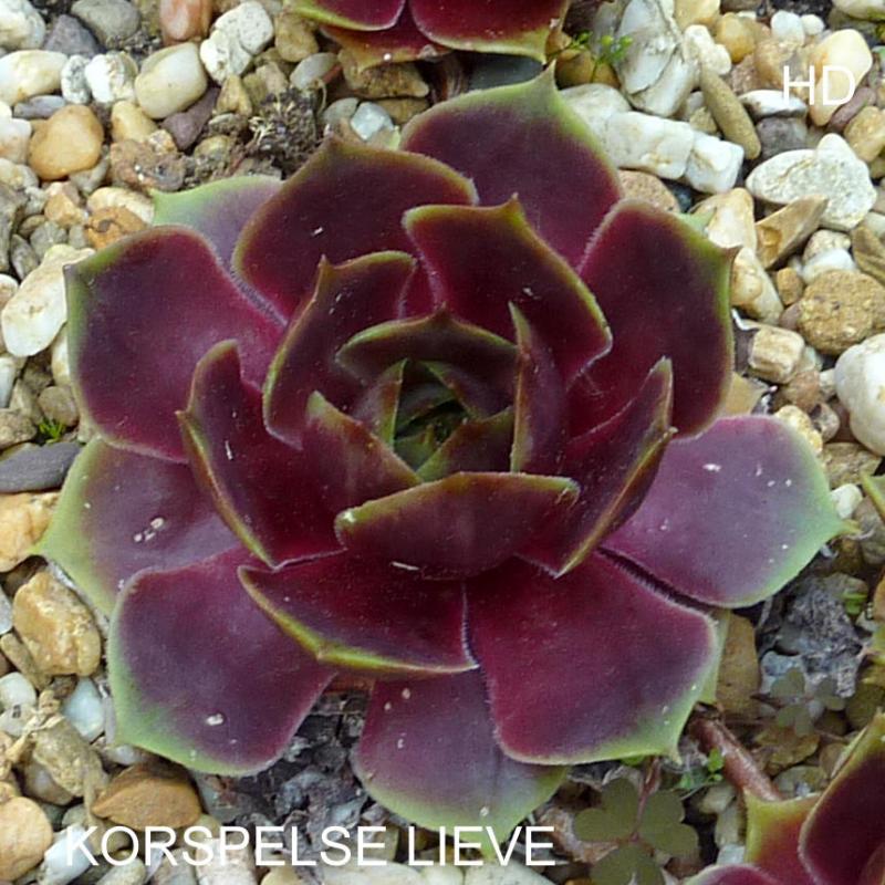 Korspelse Lieve