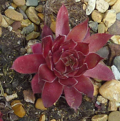 Korspelse Vasilissa