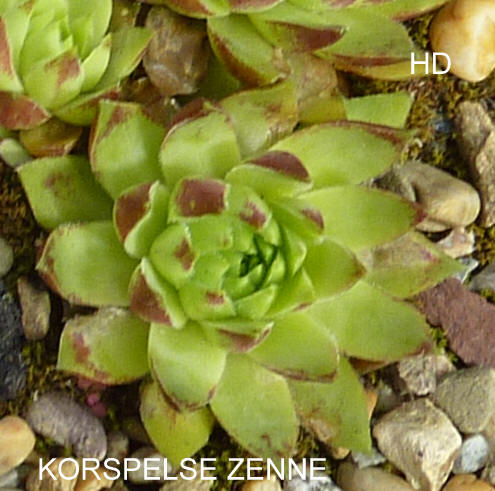 Korspelse Zenne