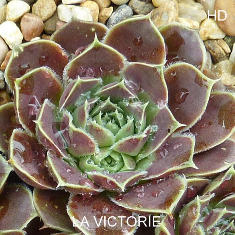 La Victoire / Jovi