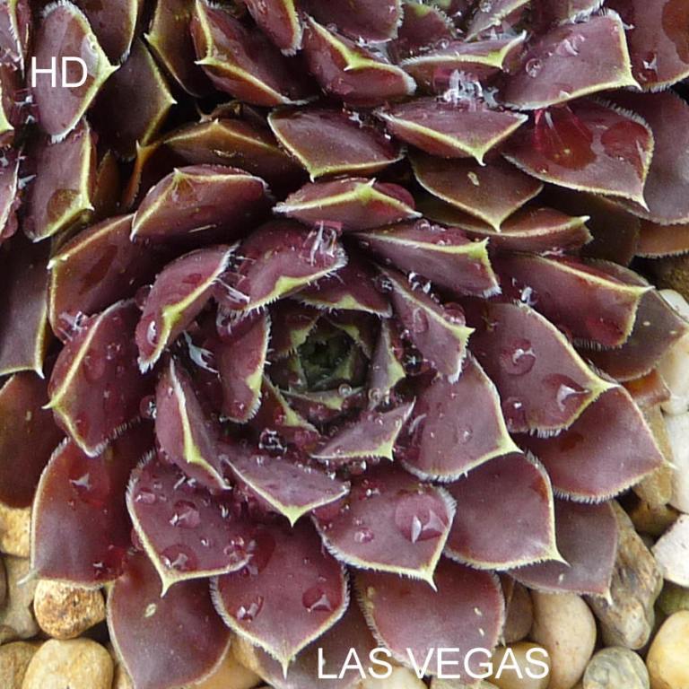 Las Vegas / Jovi