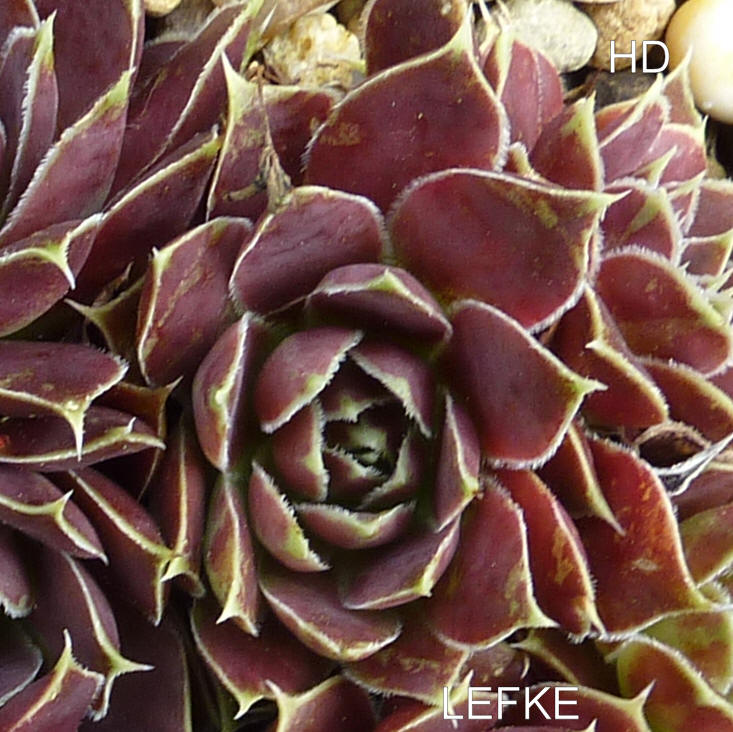 Lefke / Jovi
