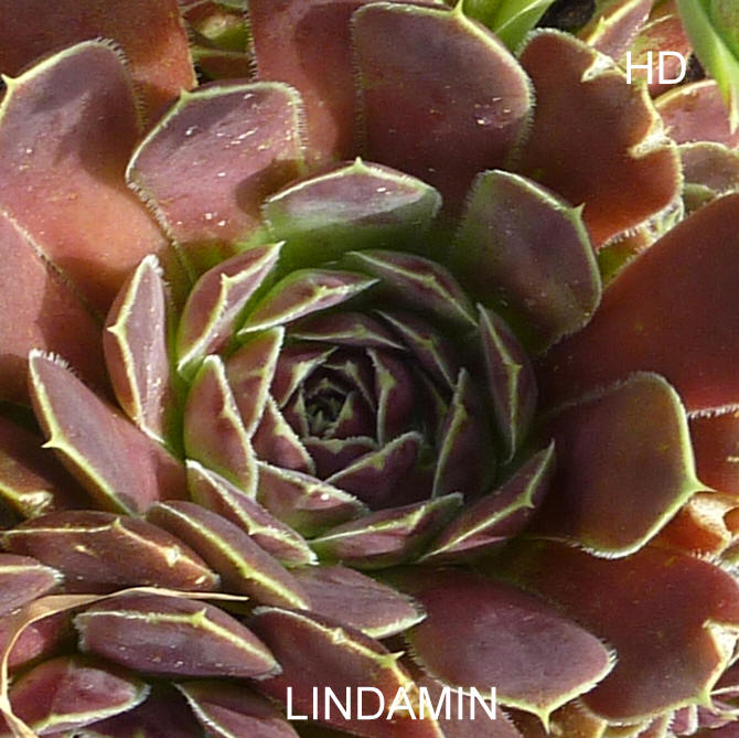 Lindamin / Jovi