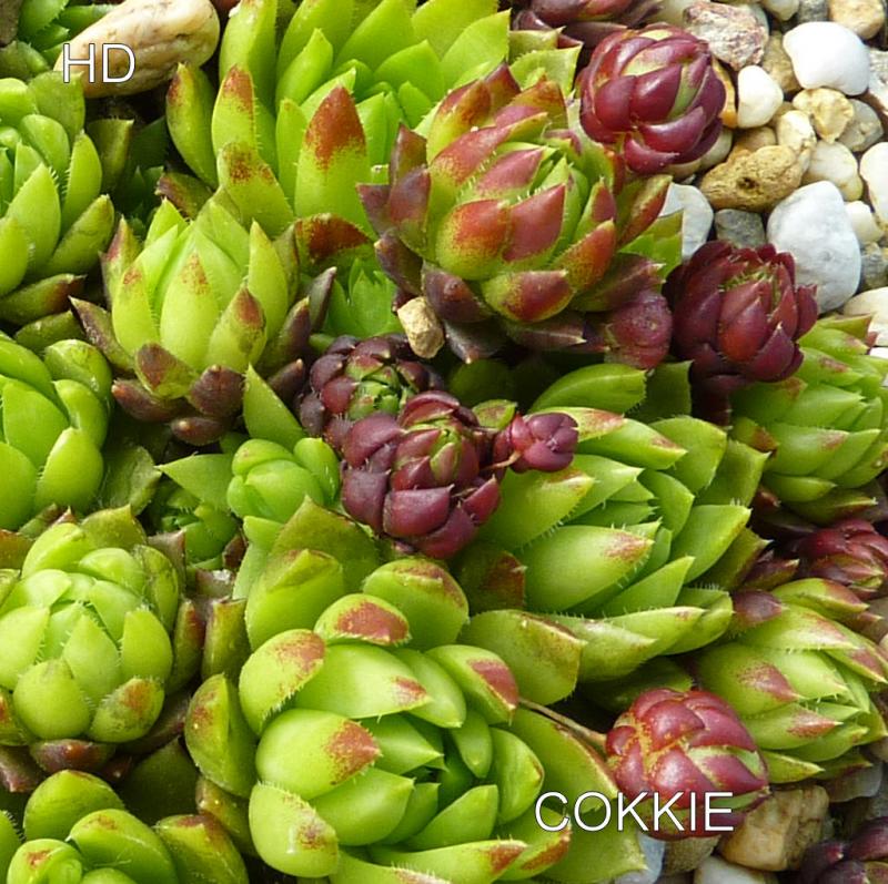 Cokkie / Jovi