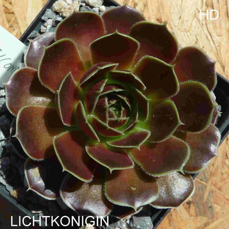 Lichtkonigin / Jovi