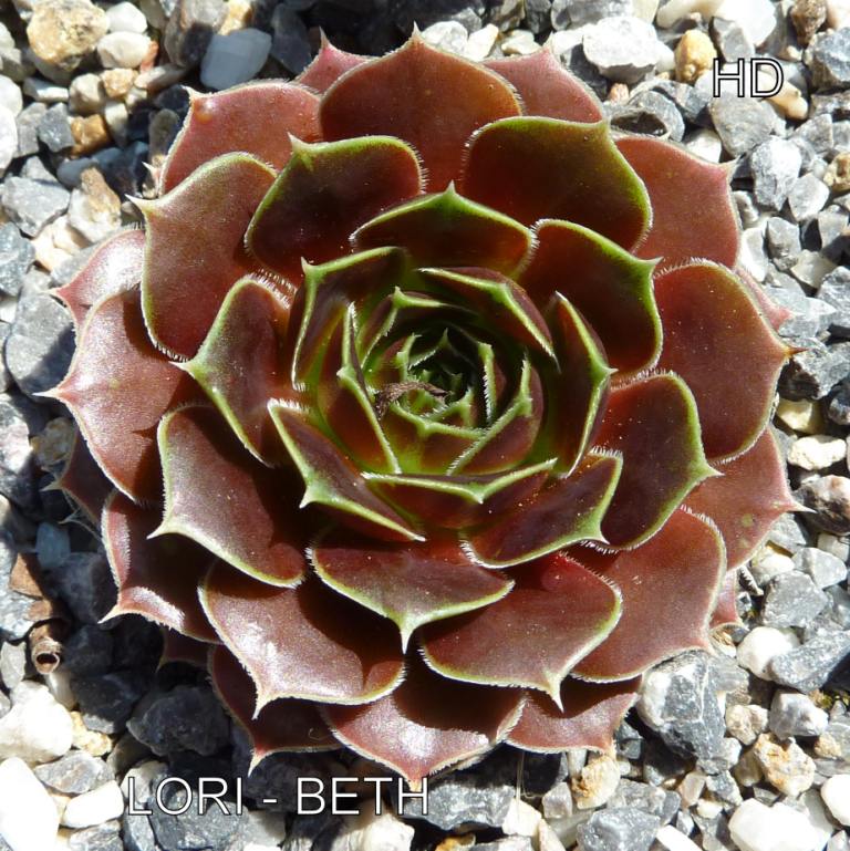 Lori-Beth / Jovi