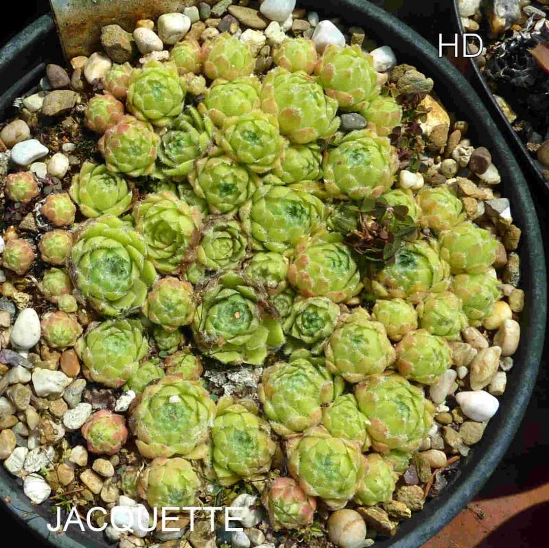 Jacquette