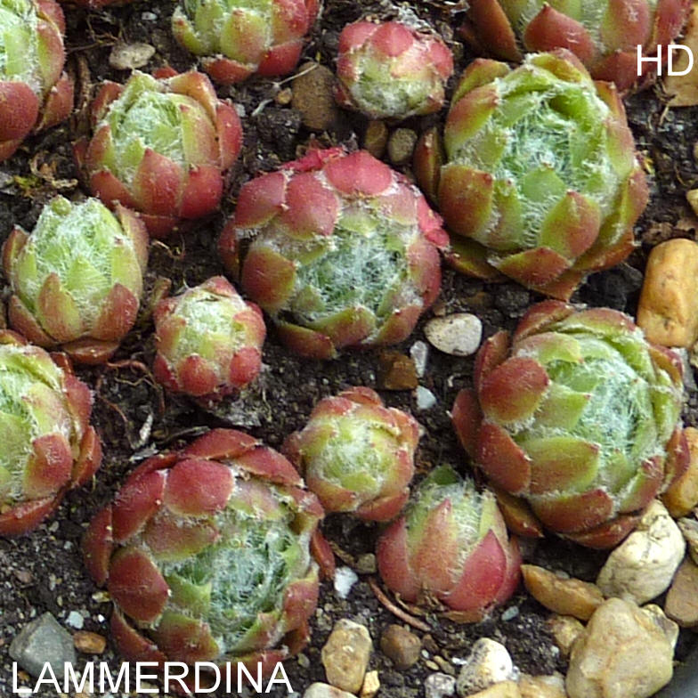 Lammerdina