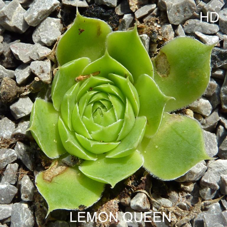 Lemon Queen / Jovi