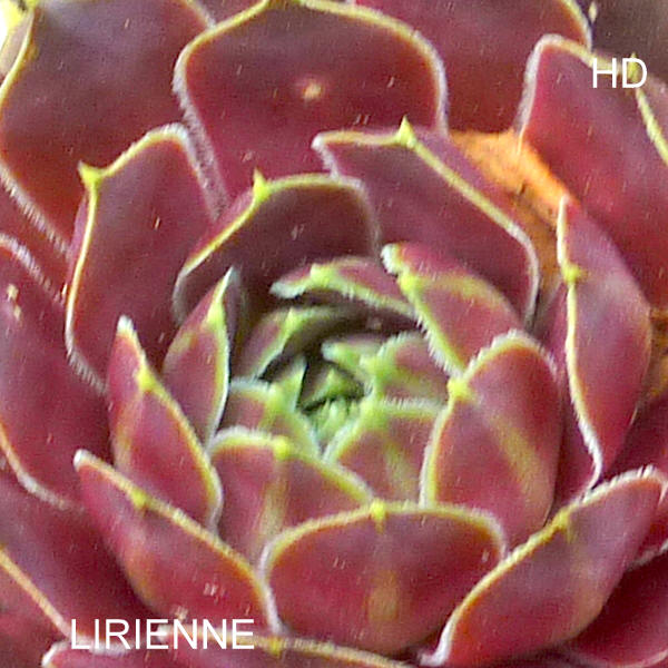 Lirienne / Jovi