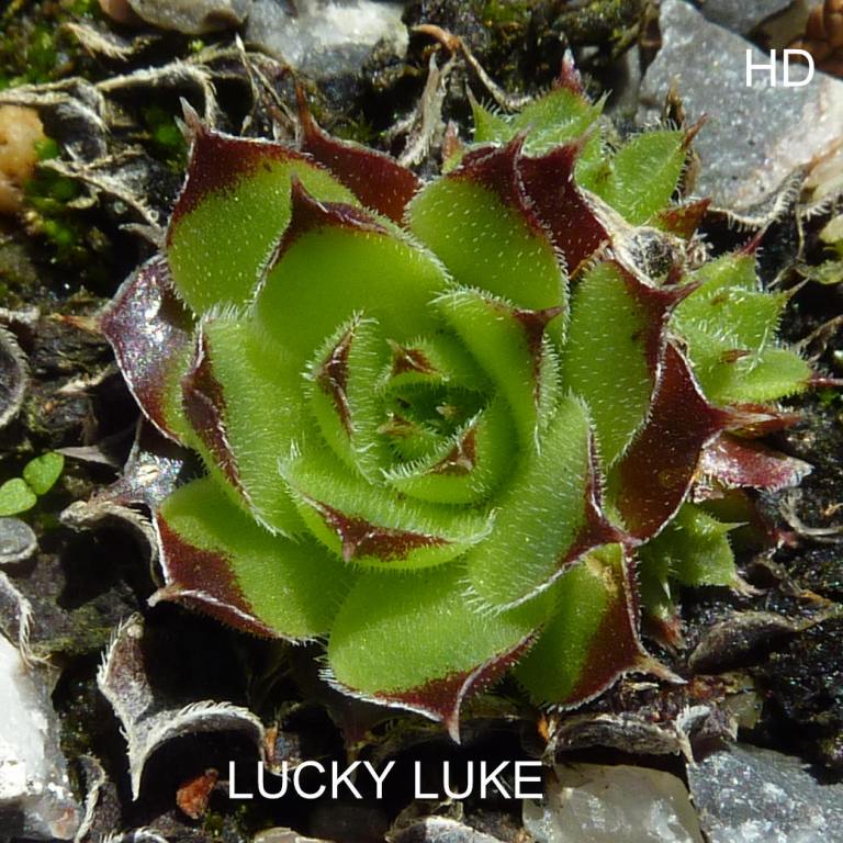 Lucky Luke / Jovi