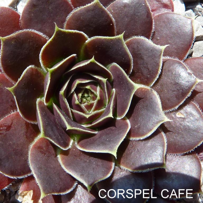 Korspel Cafe / Jovi