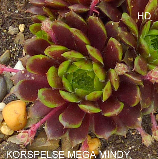Korspelse Mega Mindy