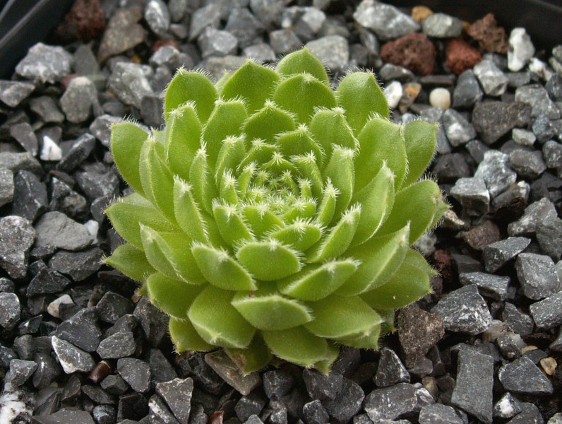 Jacquette