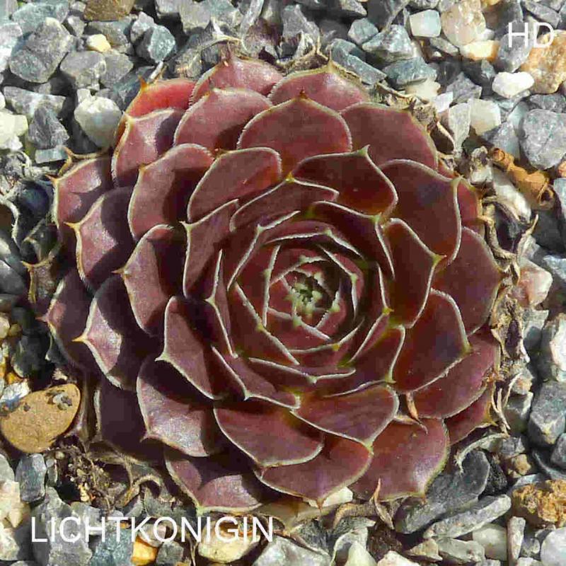 Lichtkonigin / Jovi