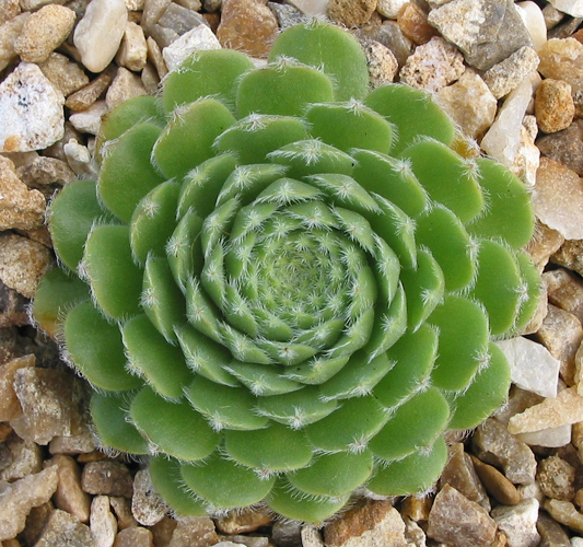 Jacquette