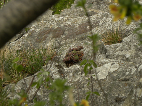 wulfenii ssp. juvanii from Donačka gora