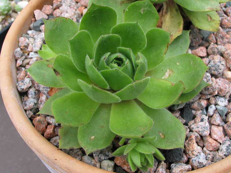 wulfenii ssp. juvanii
