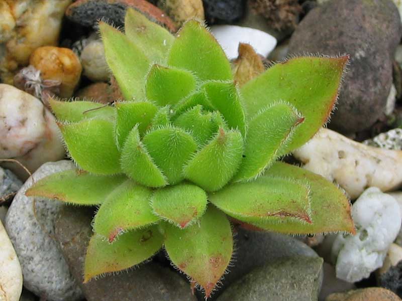 wulfenii ssp. juvanii