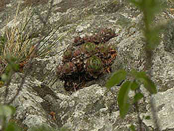 wulfenii ssp. juvanii from Donačka gora