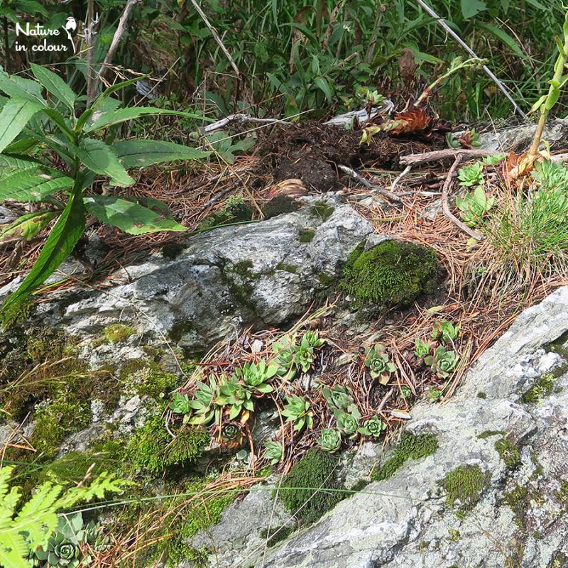 wulfenii from Nockberge