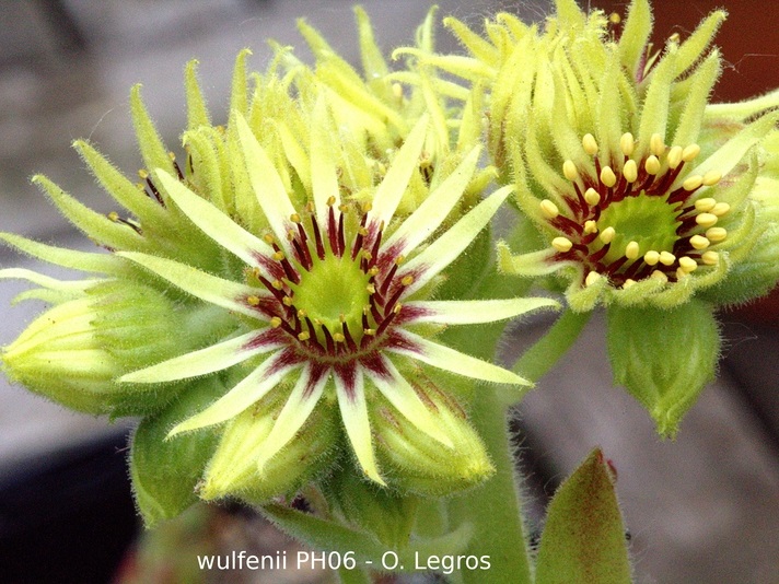 wulfenii (Typ PH006)