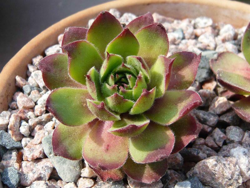 wulfenii ssp. juvanii