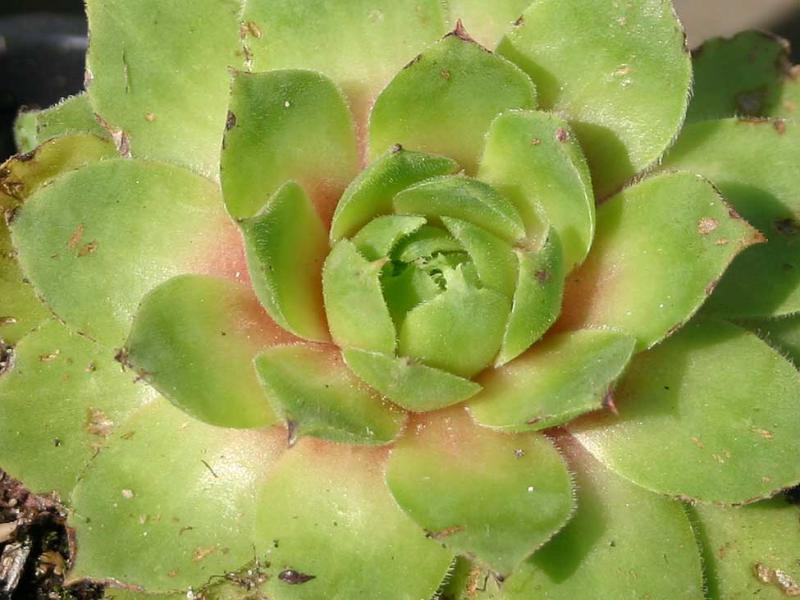 wulfenii ssp. juvanii