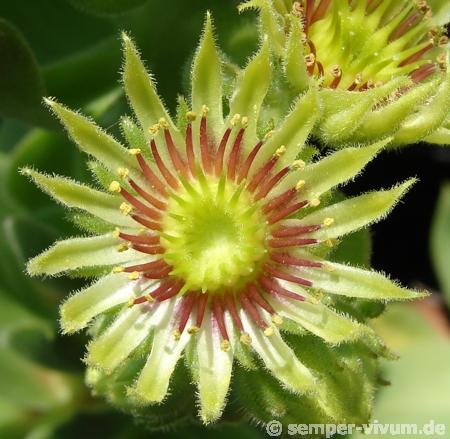 wulfenii ssp. juvanii