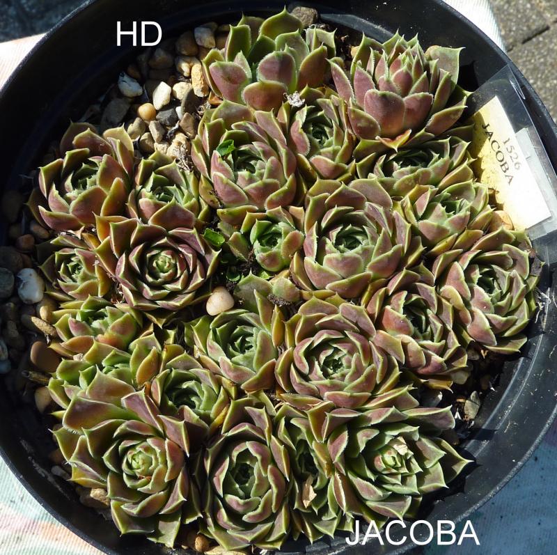 Jacoba / Jovi
