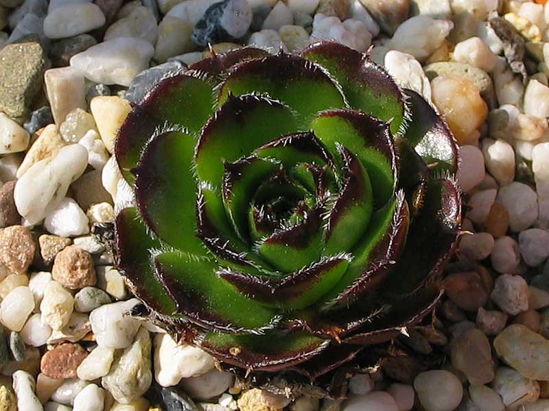 Laubfrosch / Jovi