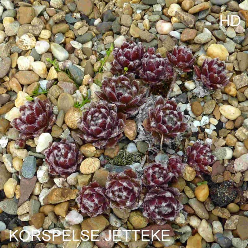 Korspelse Jetteke