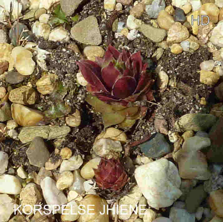 Korspelse Jhiene