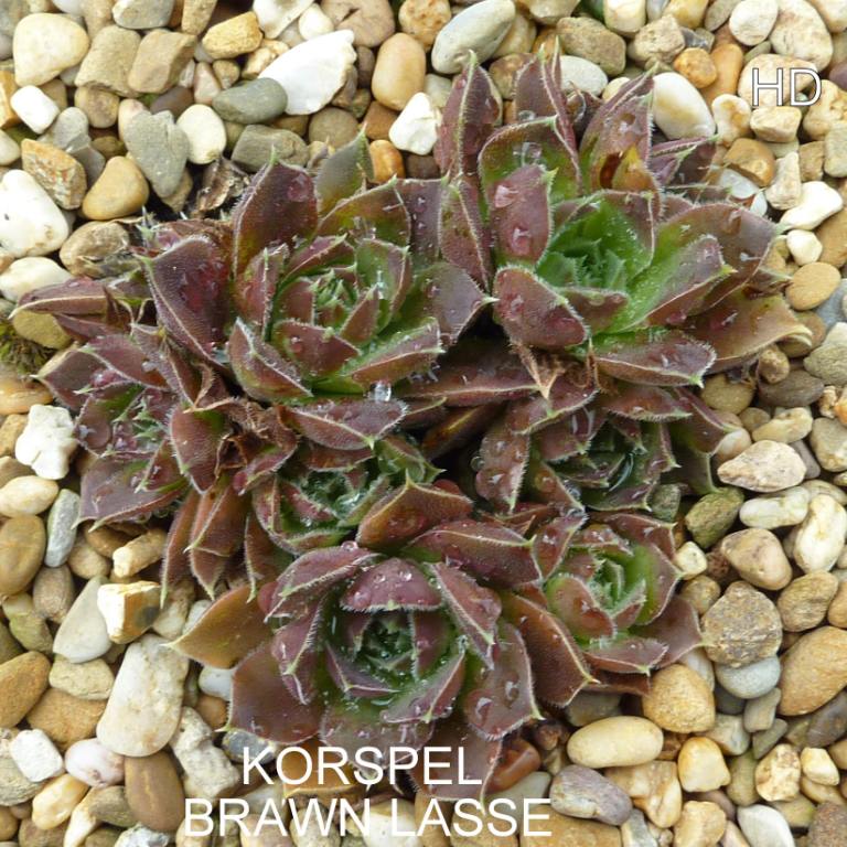 Korspel Brawn Lasse / Jovi
