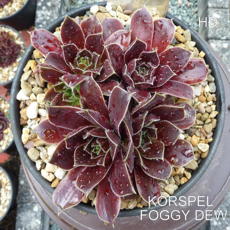 Korspel Foggy Dew / Jovi