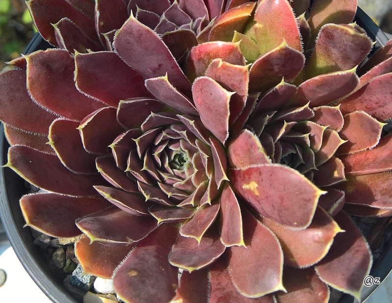 Korspelse Leosa / Jovi