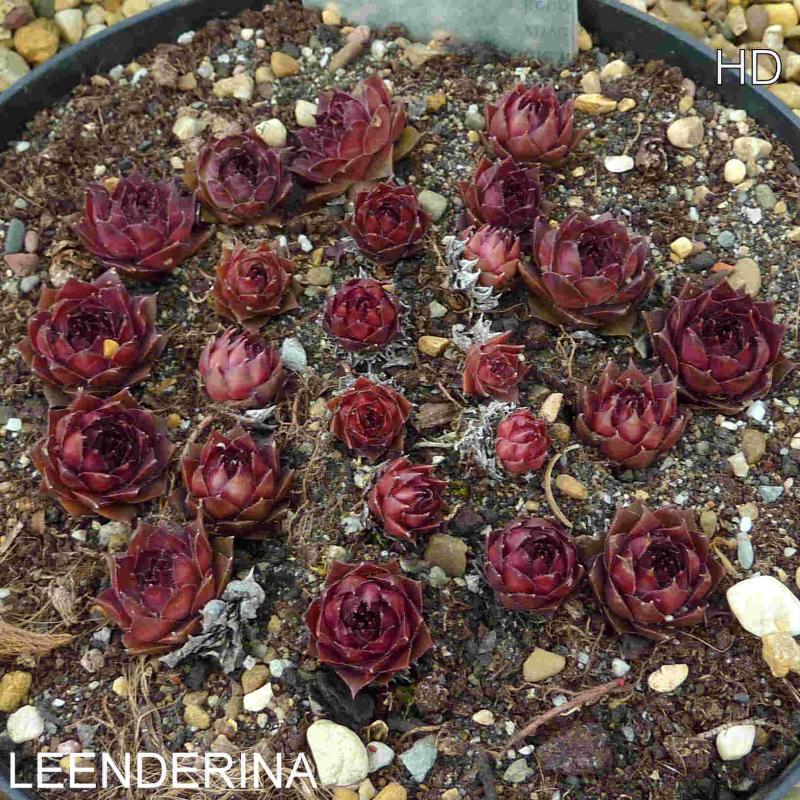 Leenderina