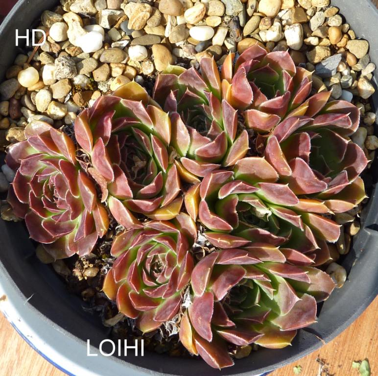 Loihi / Jovi