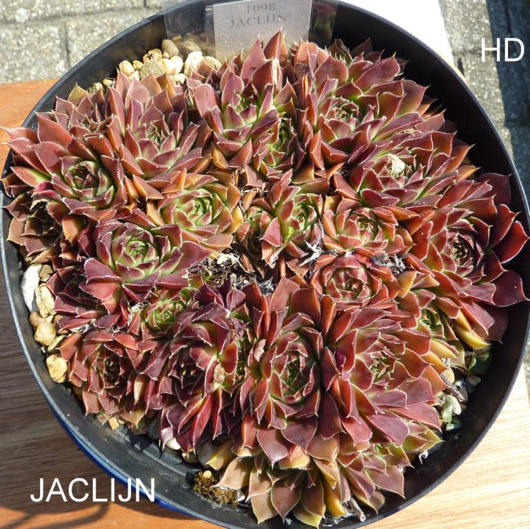 Jaclijn / Jovi