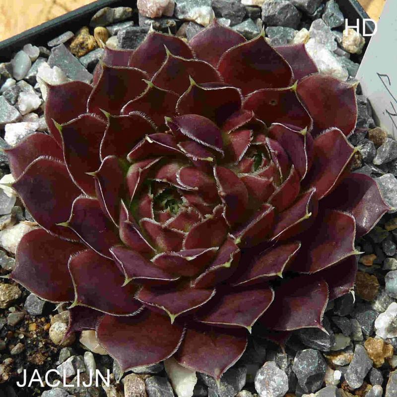 Jaclijn / Jovi