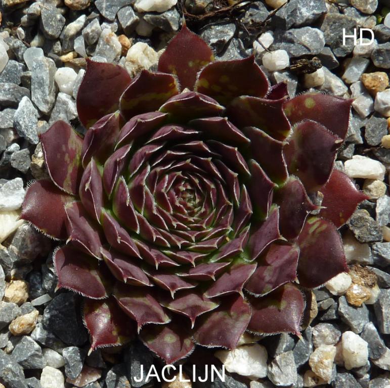 Jaclijn / Jovi