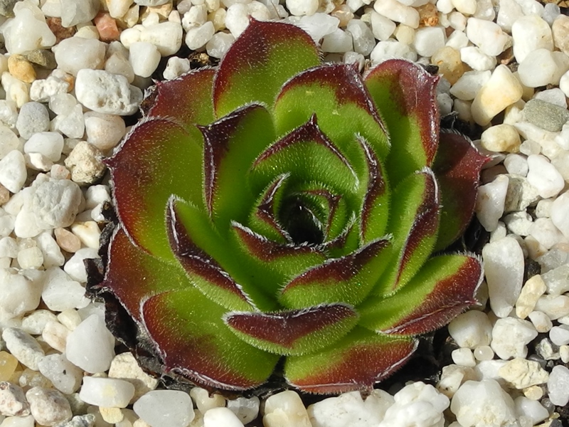 Jacomyno / Jovi