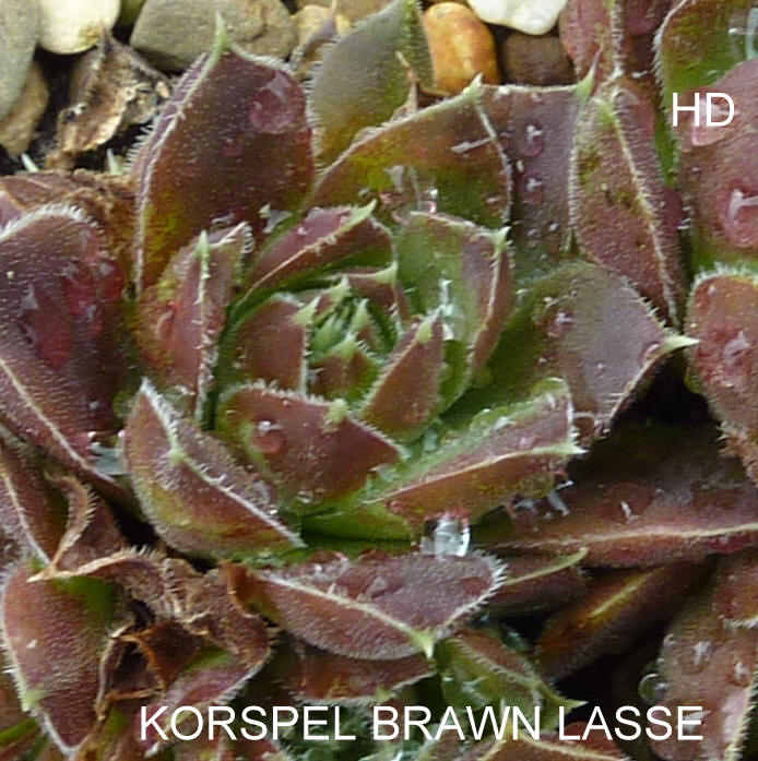 Korspel Brawn Lasse / Jovi