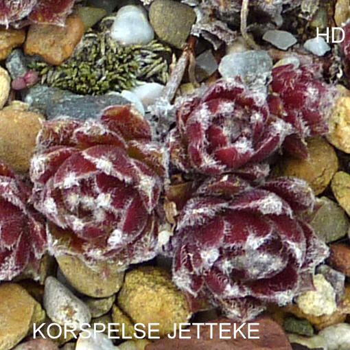 Korspelse Jetteke