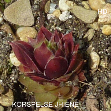 Korspelse Jhiene
