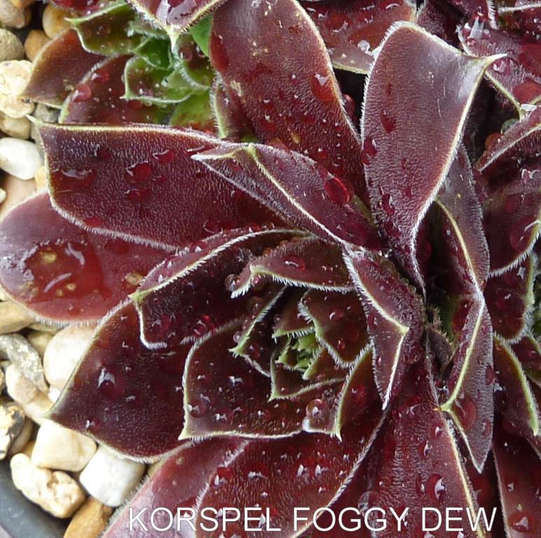 Korspel Foggy Dew / Jovi