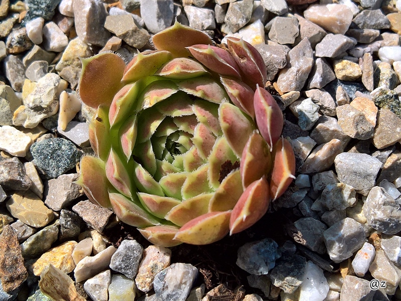 Korspelse Pronica / Jovi