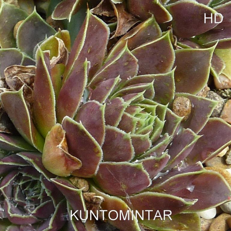 Kuntomintar / Jovi